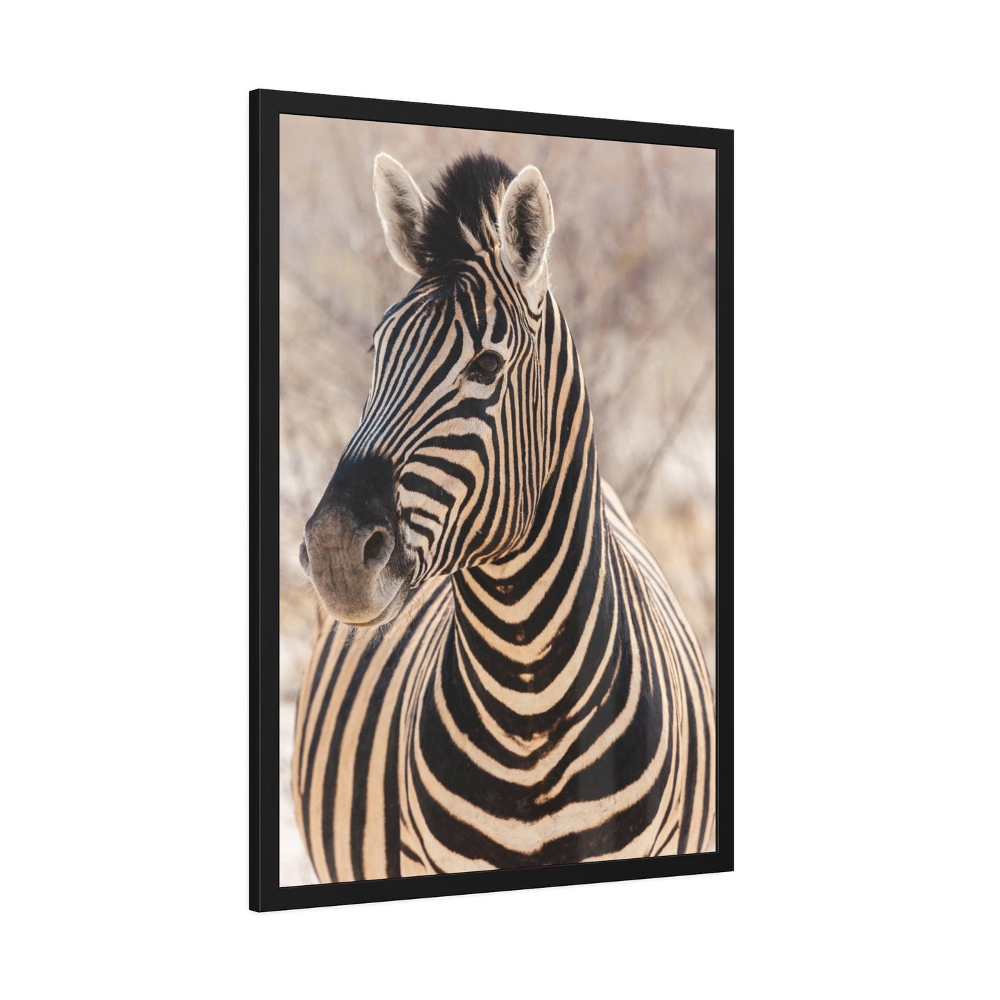 Zebras in the Wild: Stunning Print on Framed Canvas