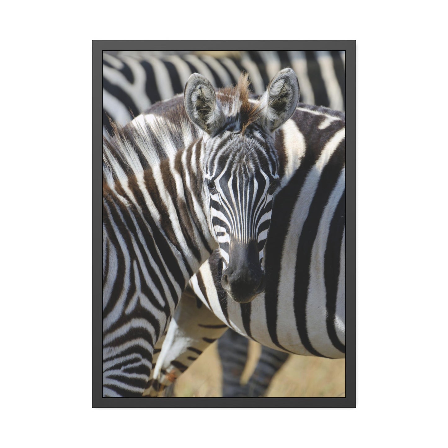 Grazing in the Grasslands: Natural Canvas Print of a Zebra in its Natural Habitat