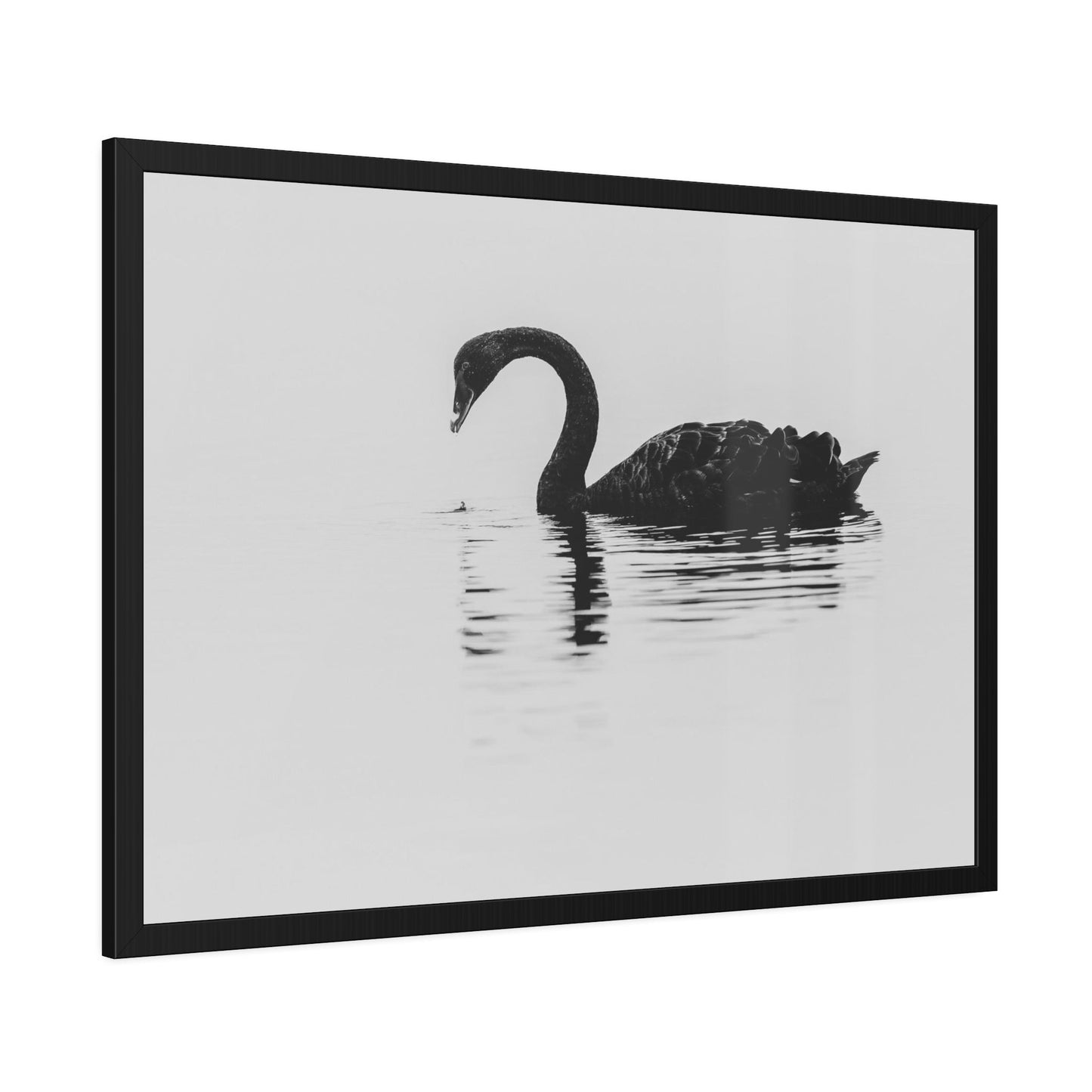 The Swan Princess: Natural Canvas Print of a Beautiful Swan