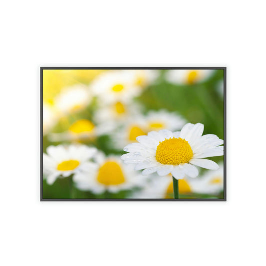 Dazzling Daisies: Captivating Artwork on Natural Canvas & Posters