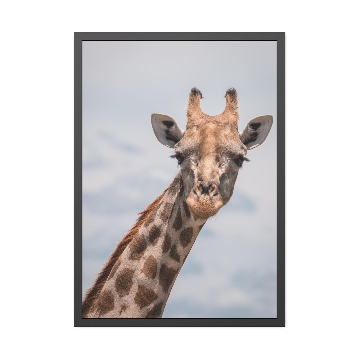 Captivating Creature: A Stunning Giraffe on Canvas & Poster
