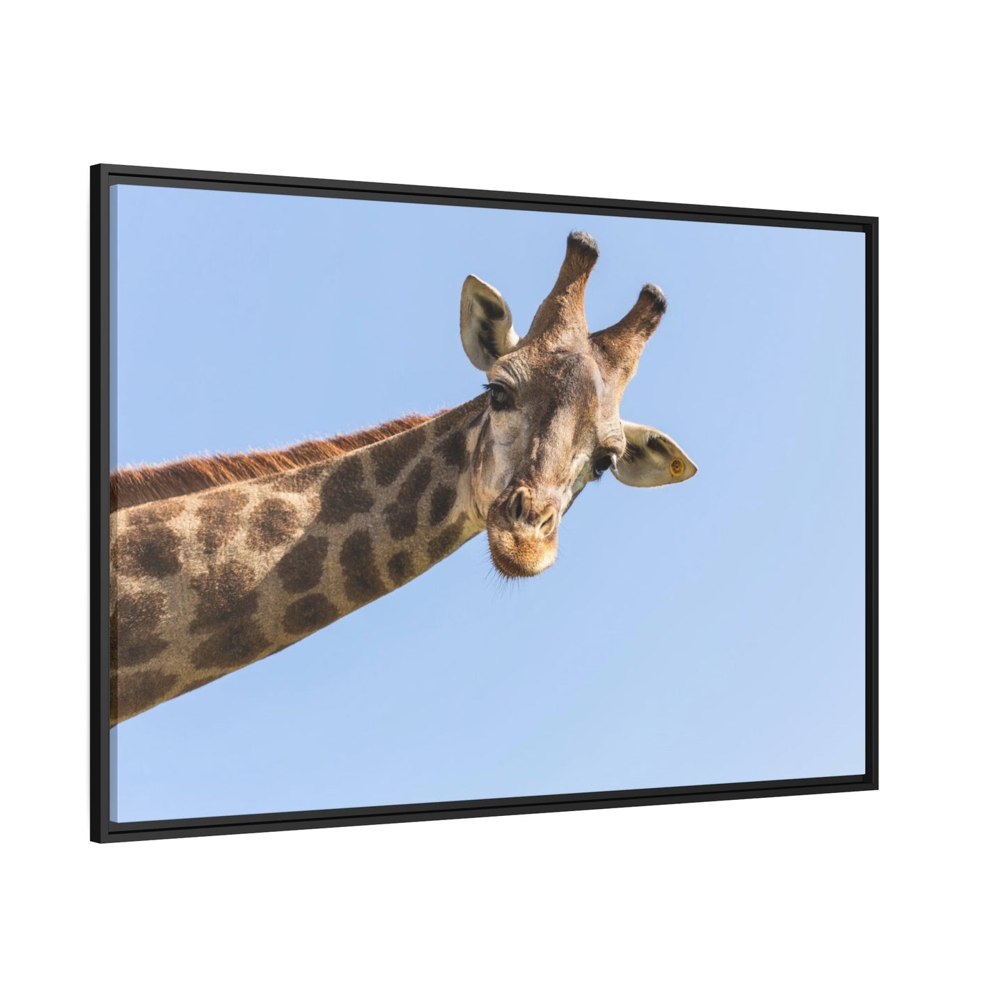 The Tall and Proud: Canvas & Poster Framed Art of a Majestic Giraffe