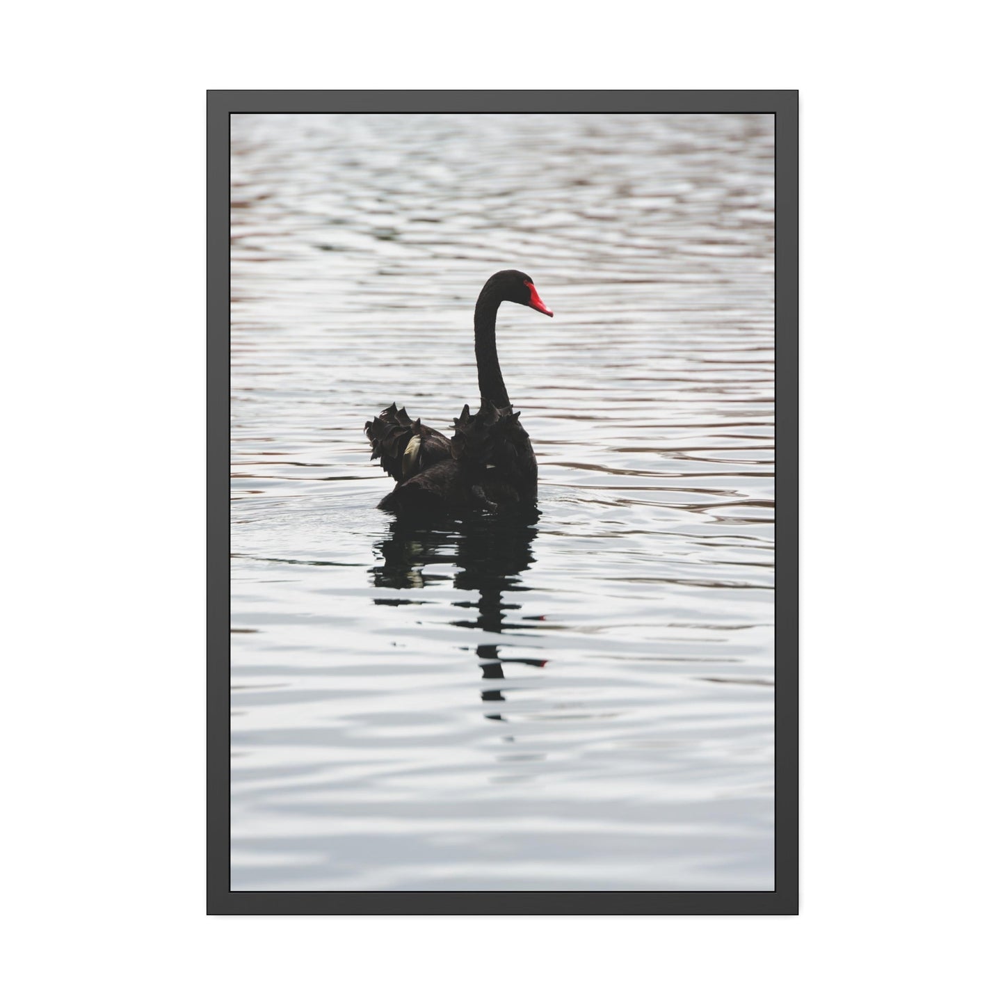 Elegance and Serenity: Poster and Canvas Art Celebrating the Poise and Calmness of Swan