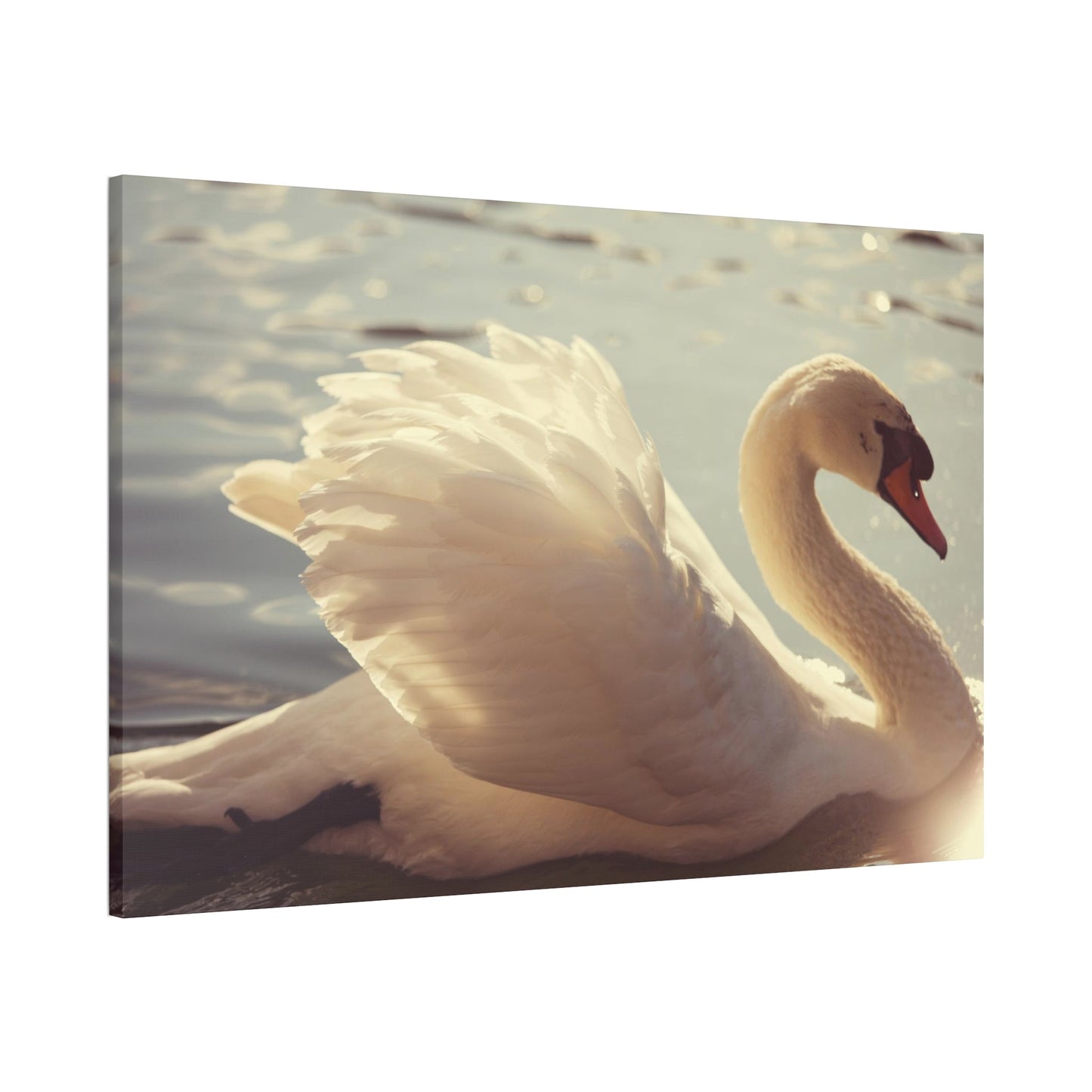 Elegant Grace: Natural Canvas Print Featuring Beautiful Swan