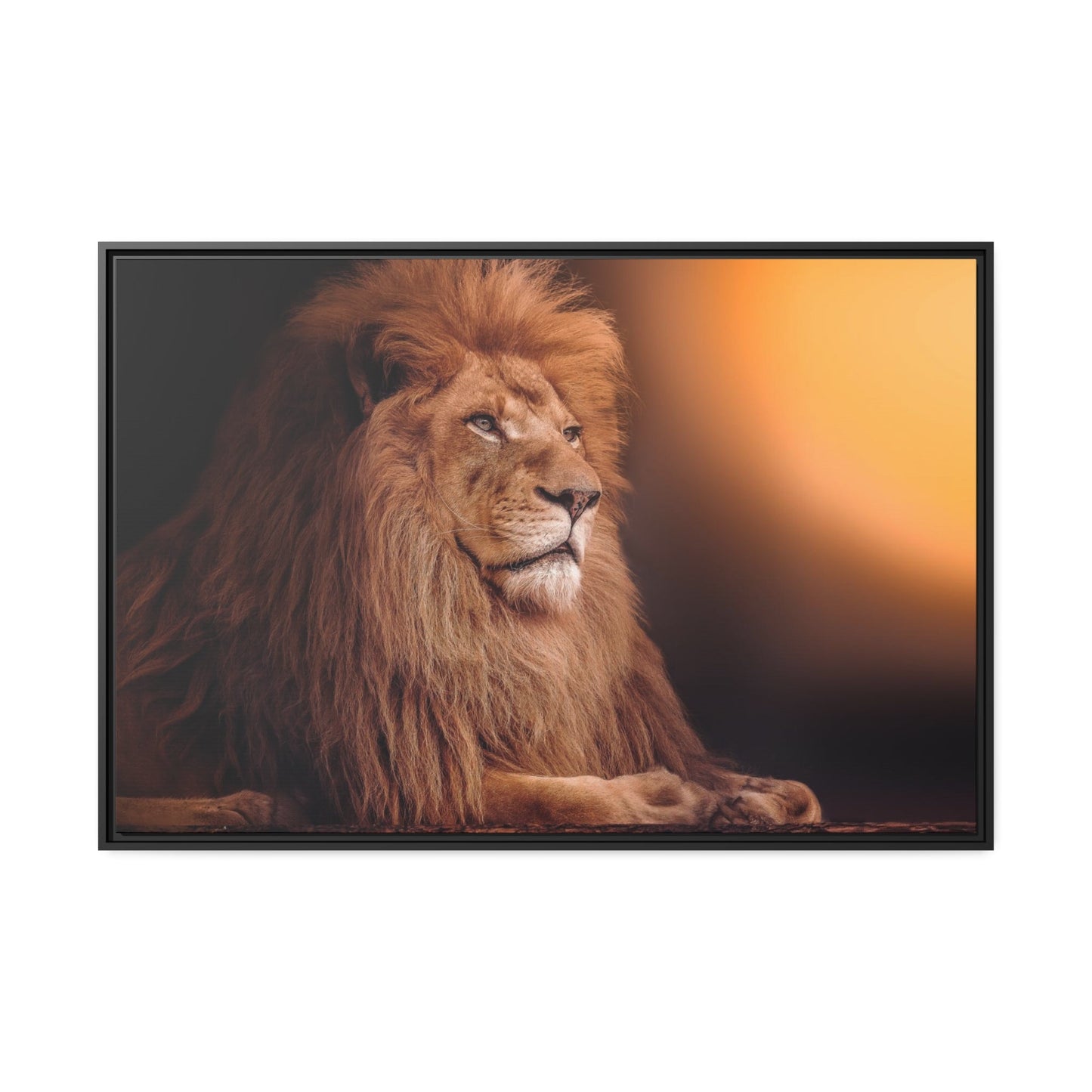 The Lion's Grace: Framed Canvas Print of the Majestic African Mammal