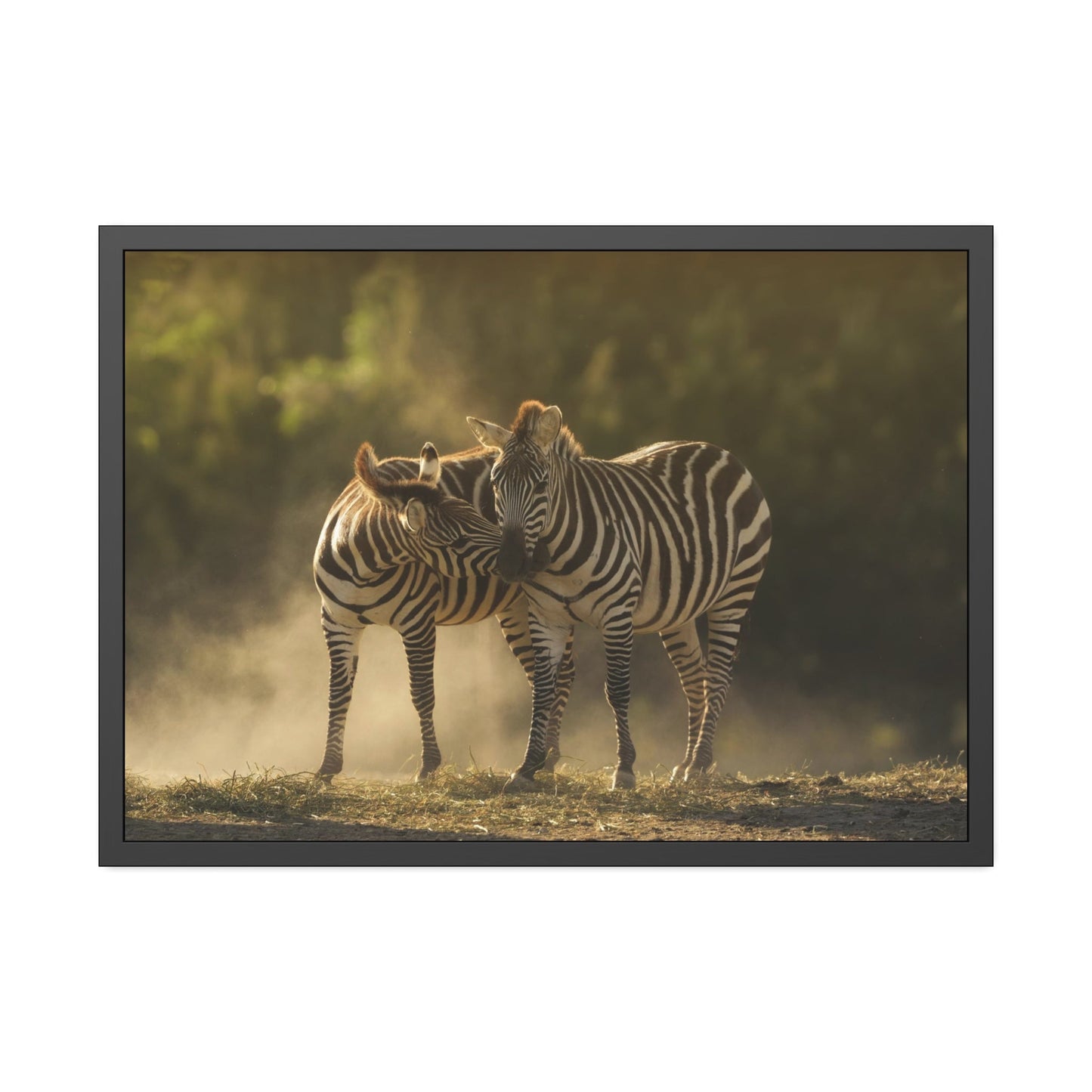 Wild Stripes: Stunning Zebras Canvas Print for Your Walls