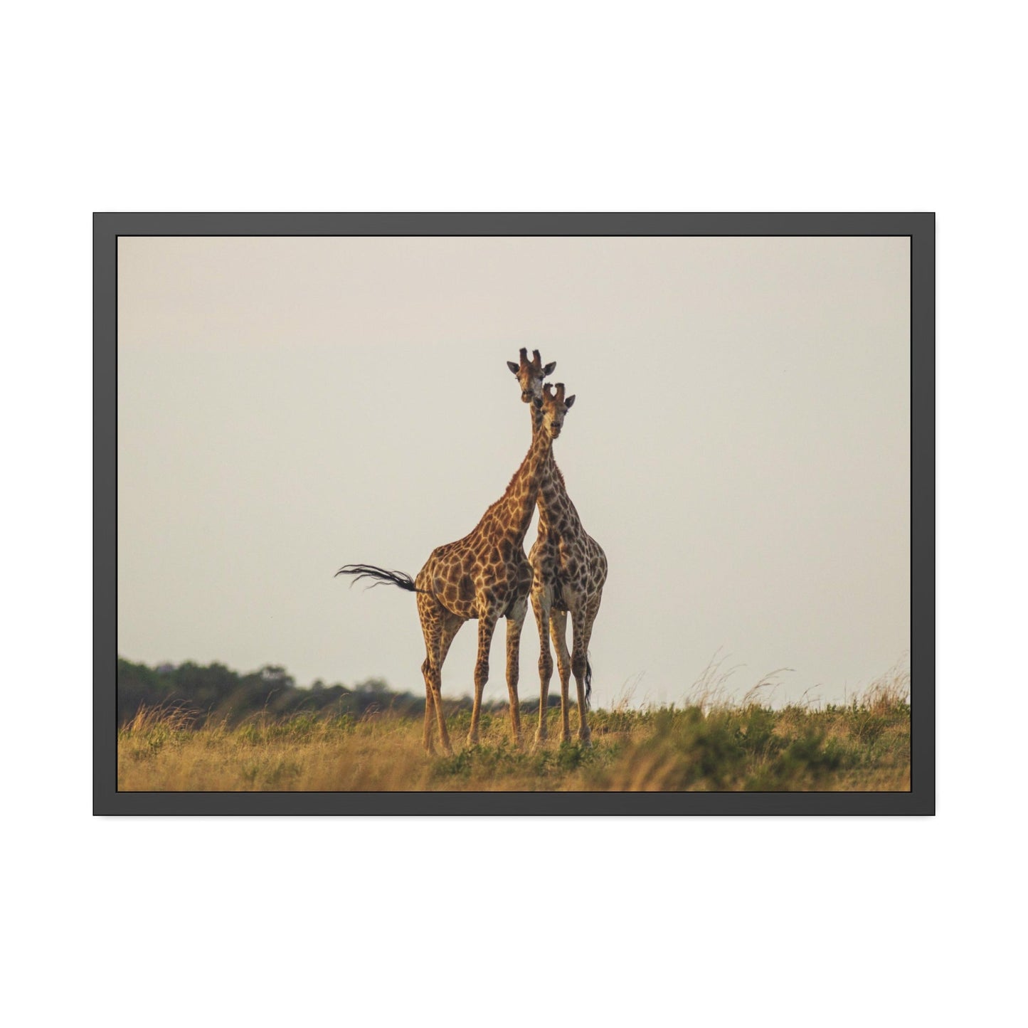 Giraffes in the Wild: Stunning Natural Canvas Print of Majestic Animals