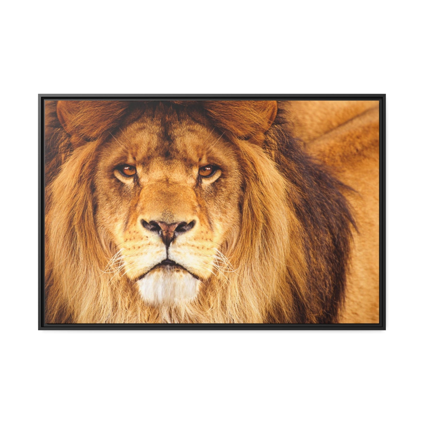 One with the Lion: Framed Poster of a Majestic African Predator