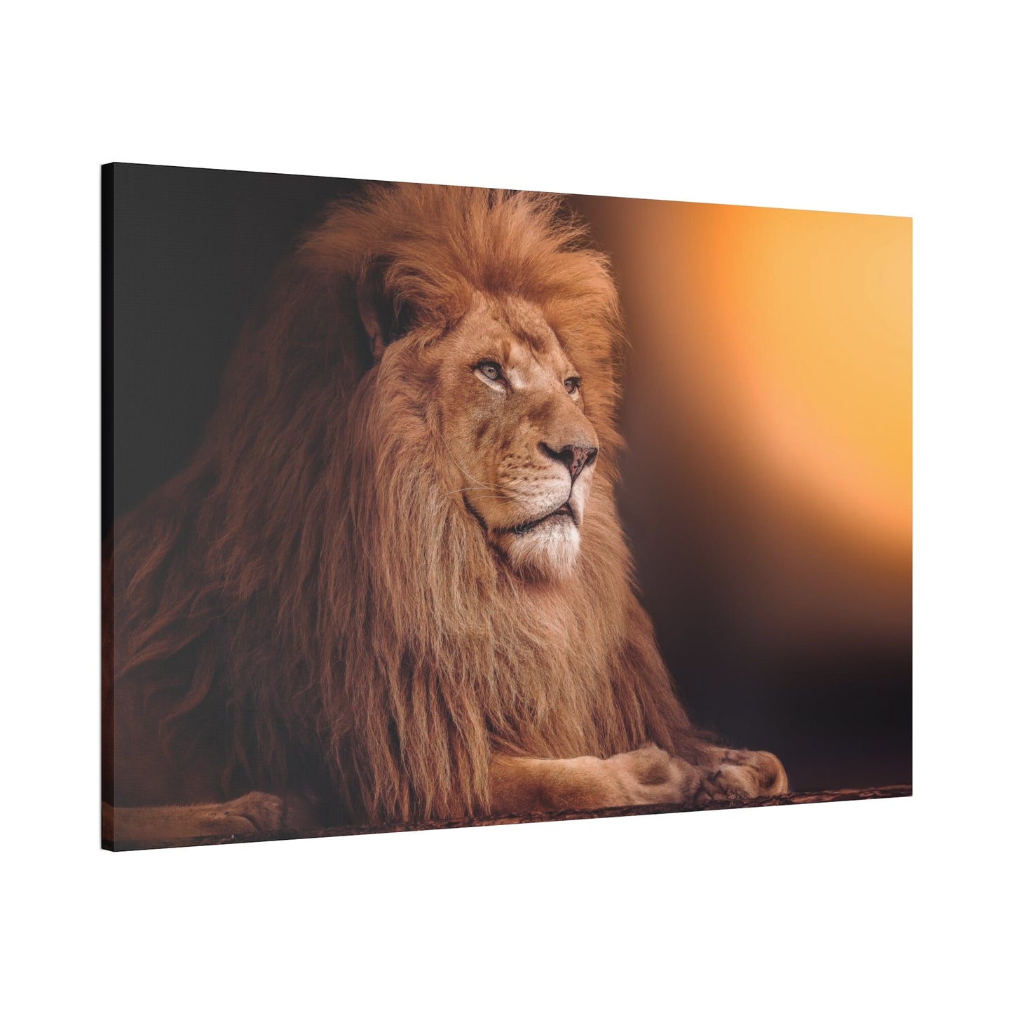 The Lion's Grace: Framed Canvas Print of the Majestic African Mammal