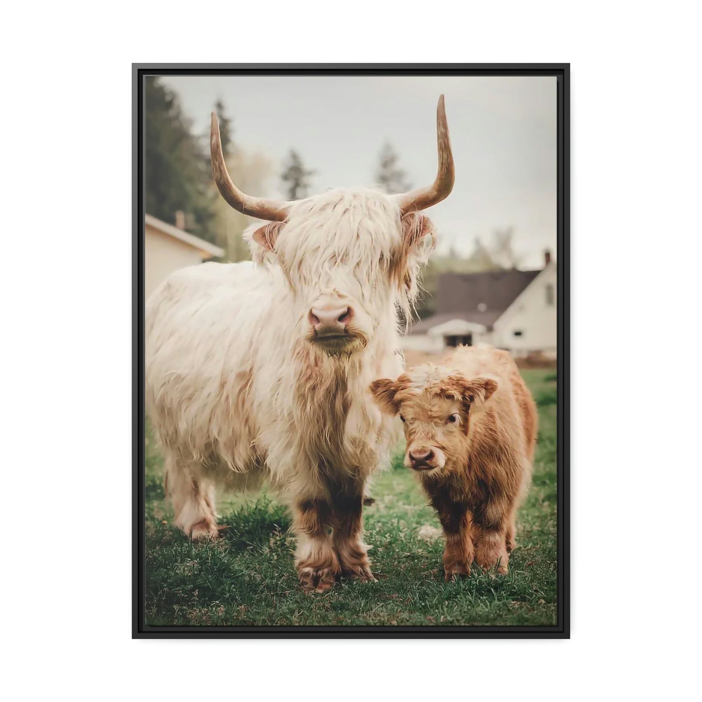 Highland Cow | White & Brown Highland Cows | Marvelous — Pixoram