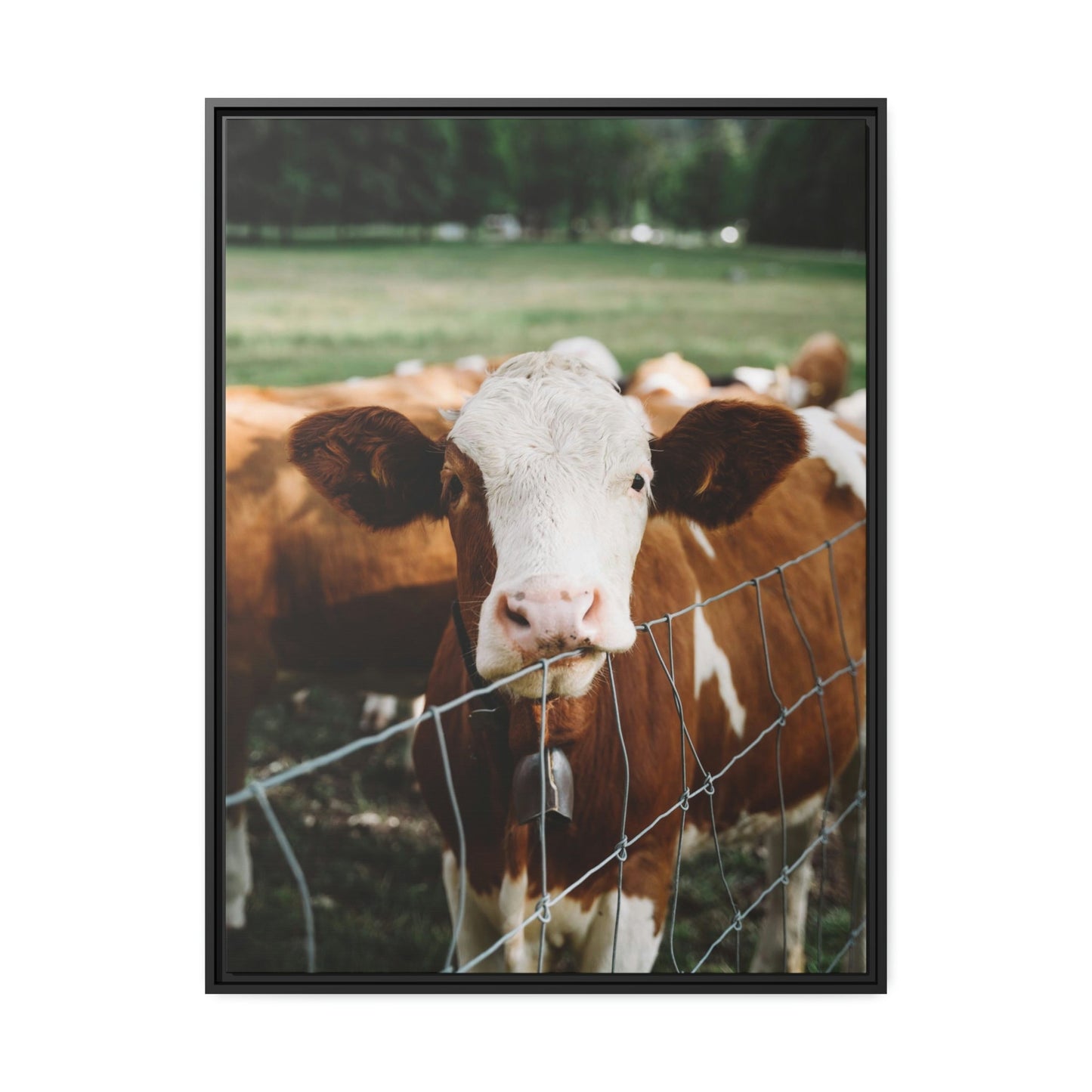 Miniature Highland Cattle - Wall Art Animal Canvas