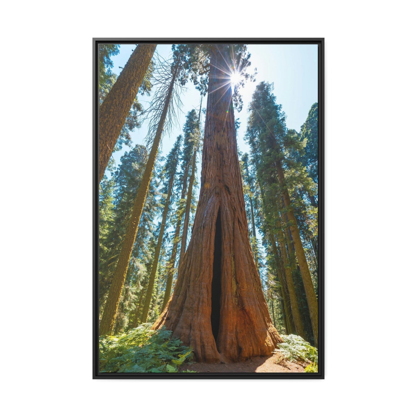 Whispers from the Forest: Redwood Trees