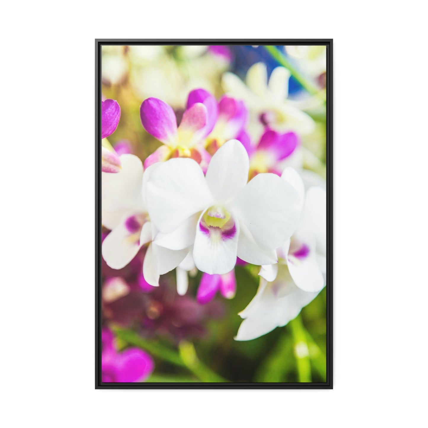 Orchid Garden: A Colorful Canvas Escape