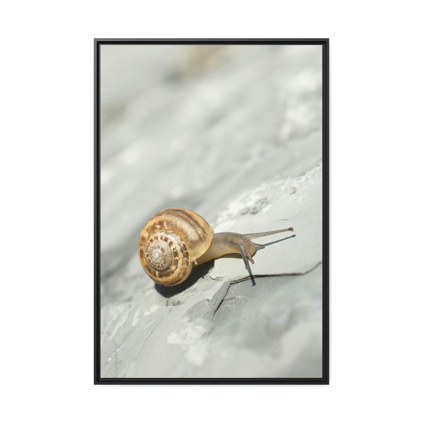 A Snail's World: Life in Slow Motion
