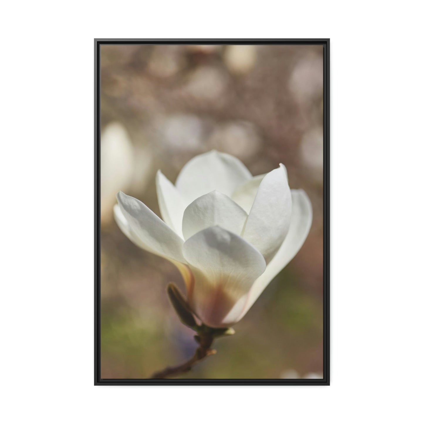 Magnolia Romance: A Garden of Love