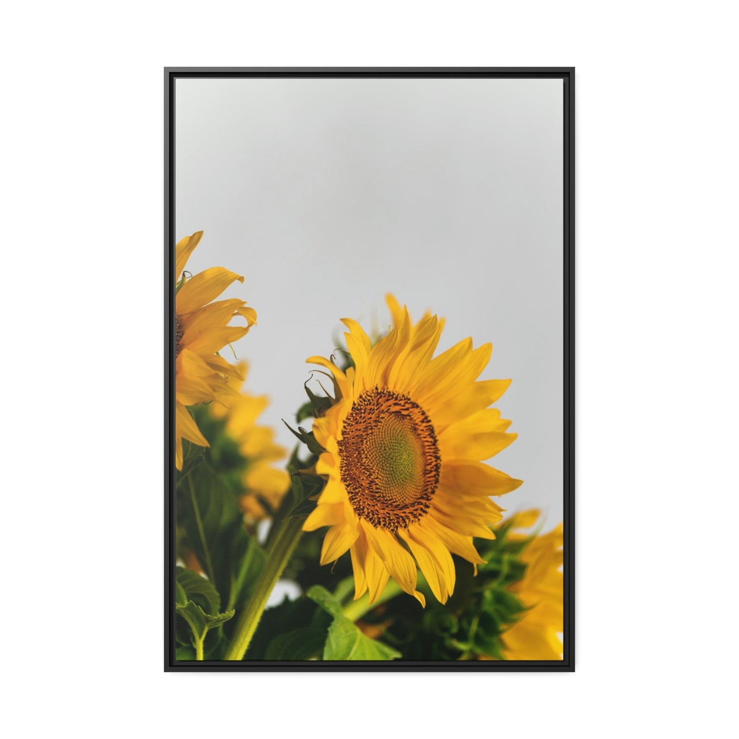 Sunny Delight: A Blissful and Cheerful Glimpse into the Beauty of Sunflowers