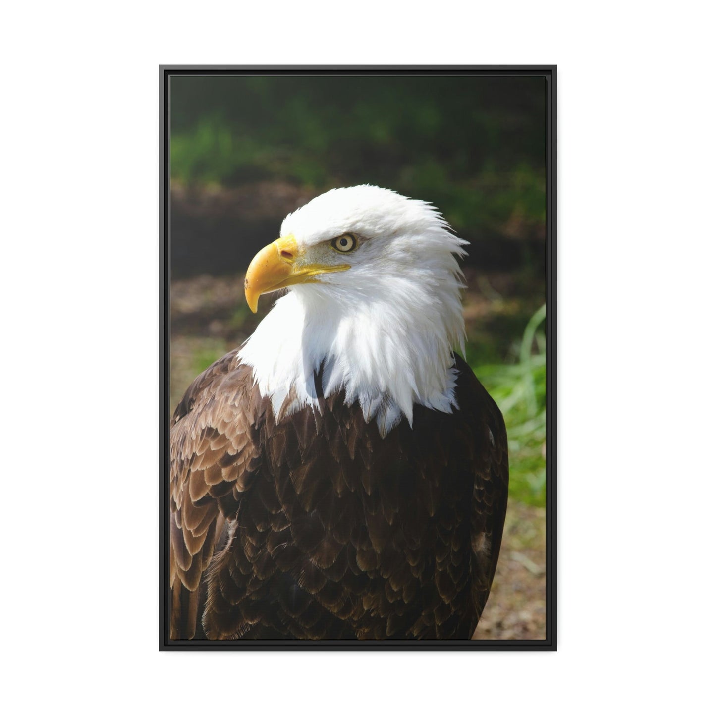 Eagles in the Wild: Canvas Wall Art Celebrating these Noble Creatures