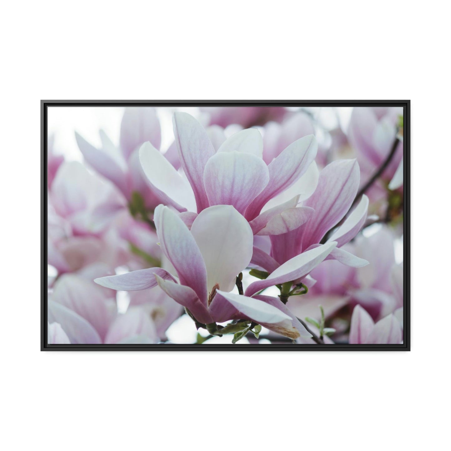 Magnolia Serenade: A Symphony of Spring