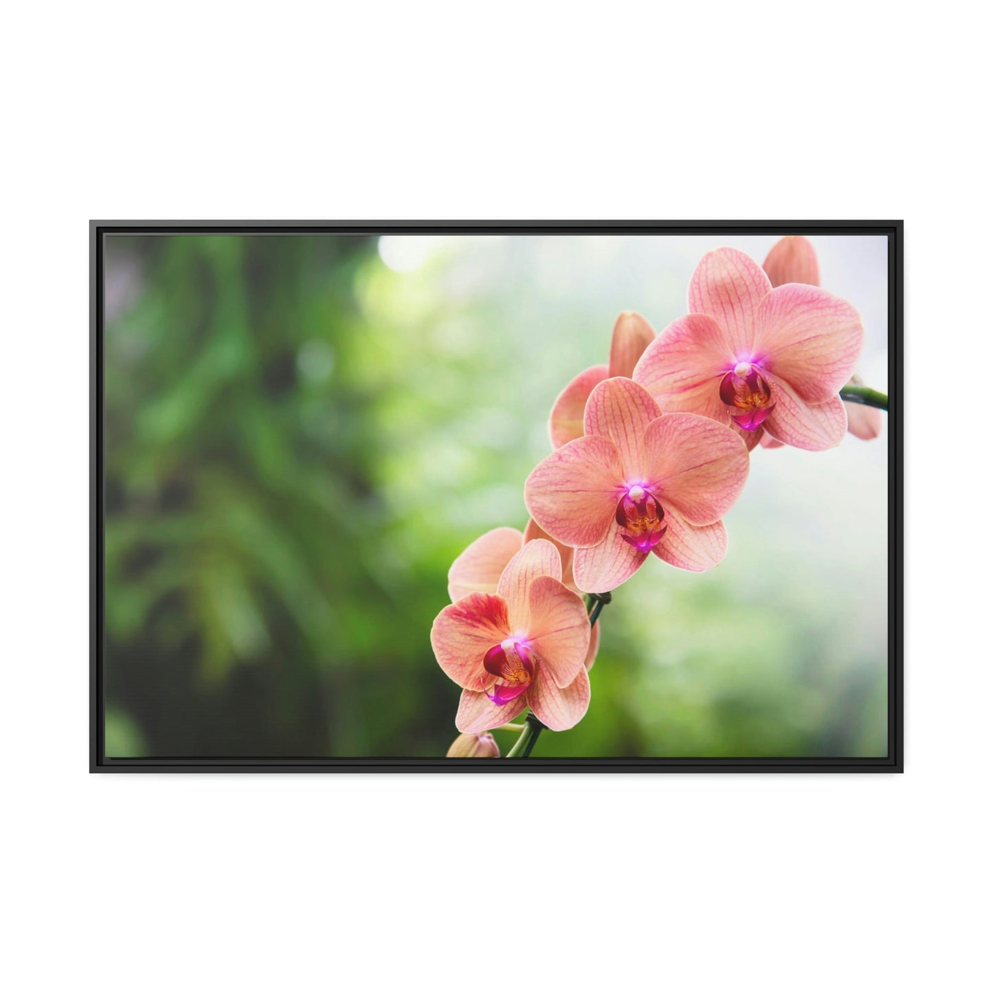 Whispers of Orchids: A Soft Canvas Touch