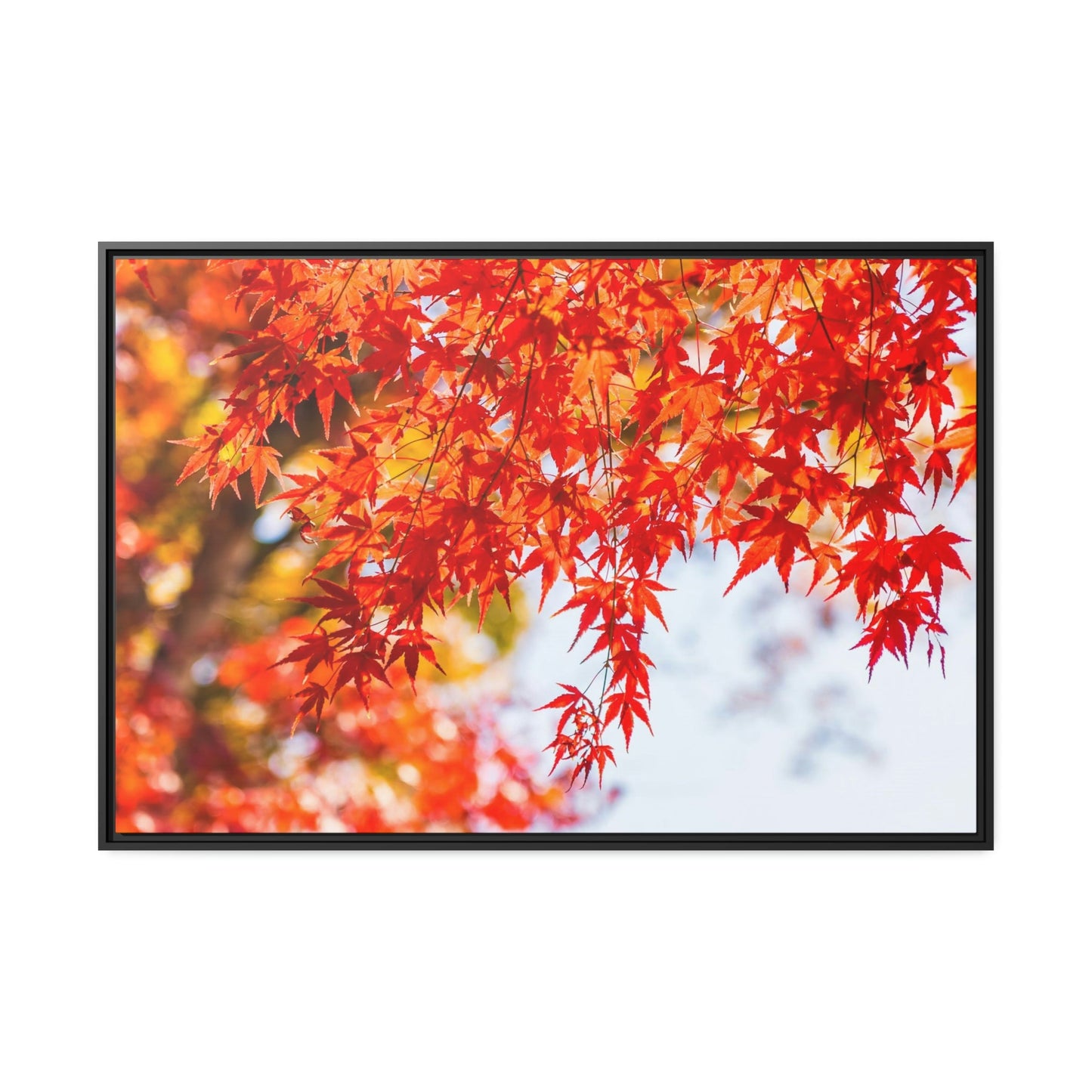 Shades of Red: Maple Trees in Fall