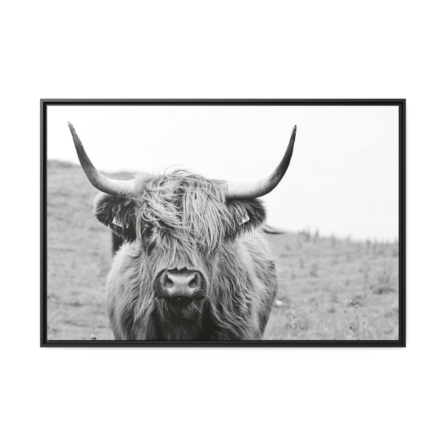 Highland Cow Wall Art | Black-White Colors | Canvas Art — Pixoram