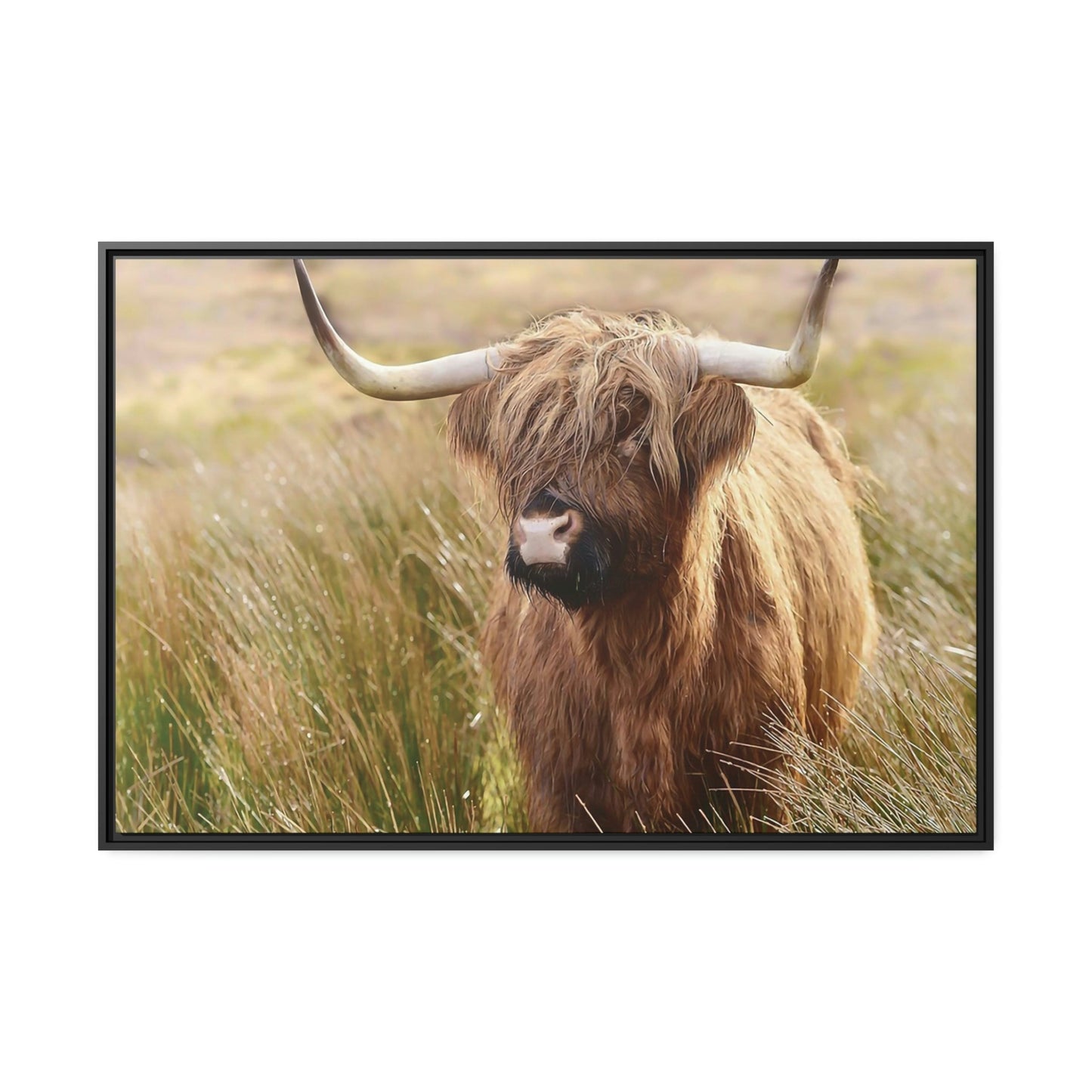 Highland Cow | Cow in the Morning Dew | Wall Art — Pixoram