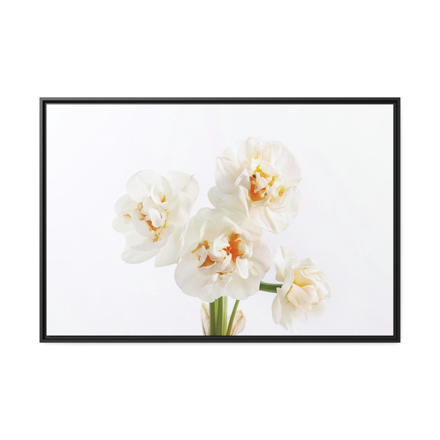 Daffodil Harmony: A Peaceful Palette