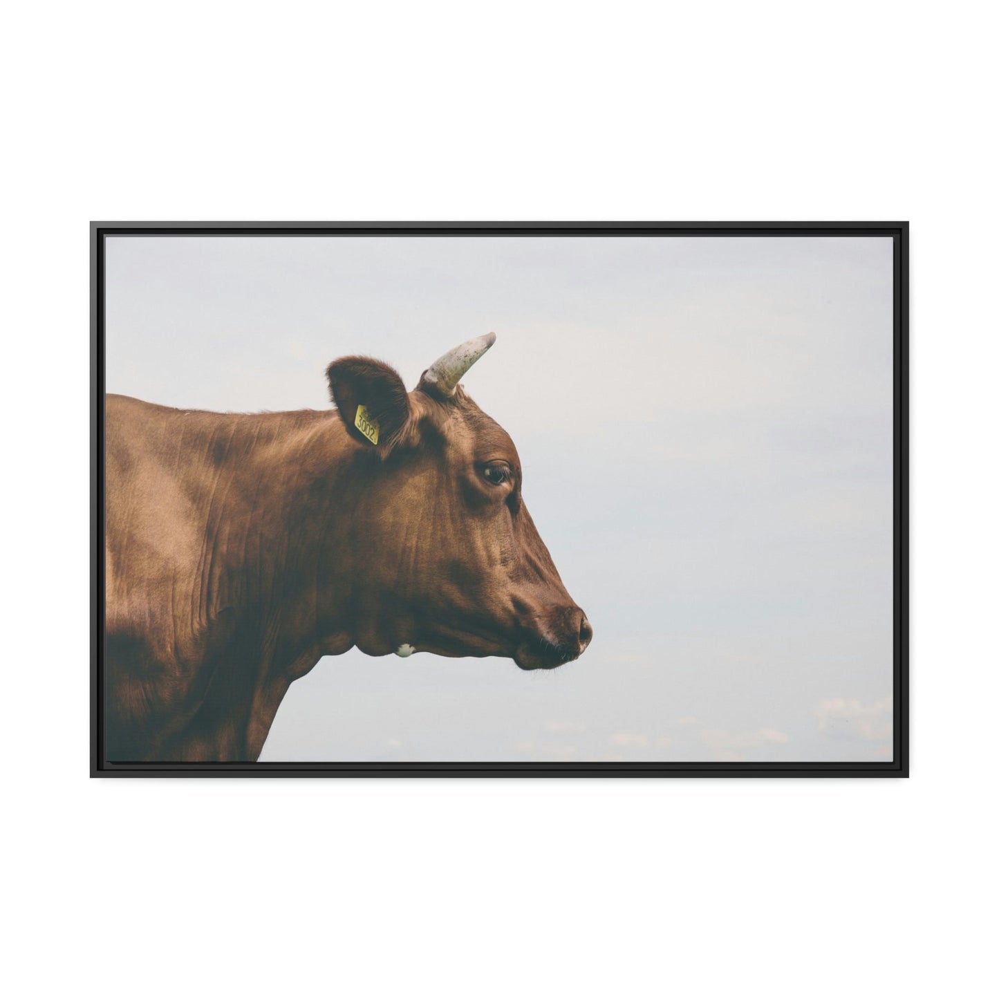 Scotch Highland Cattle - Wall Art | Animals Art