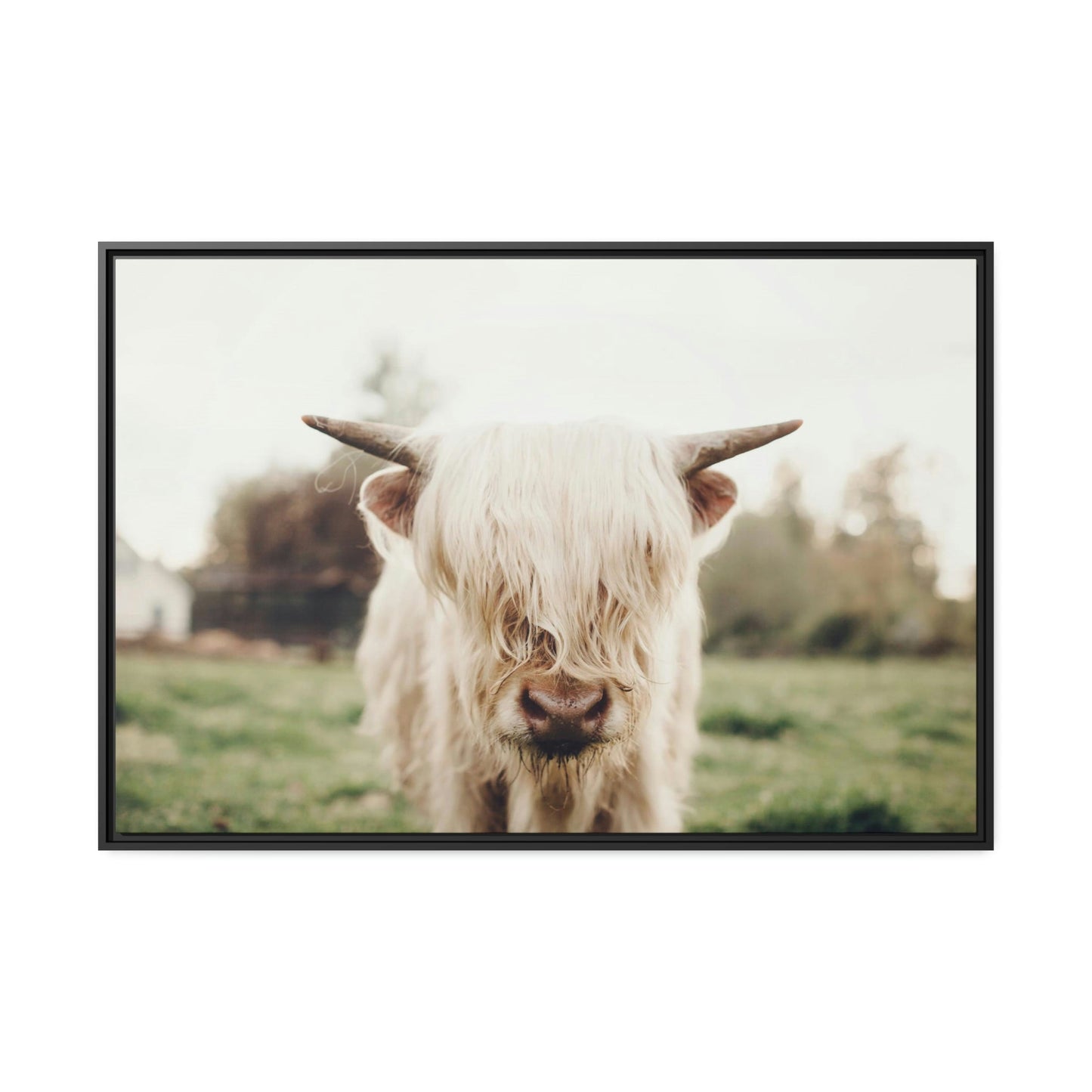 Highland Cow | Milky Color of Cow | Art Canvas — Pixoram