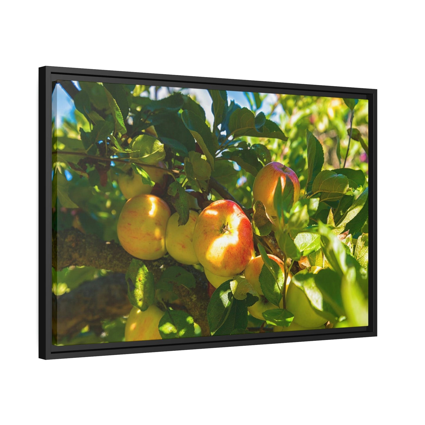 Serene Orchard: Framed Canvas & Poster of Apple Trees on a Sunny Day