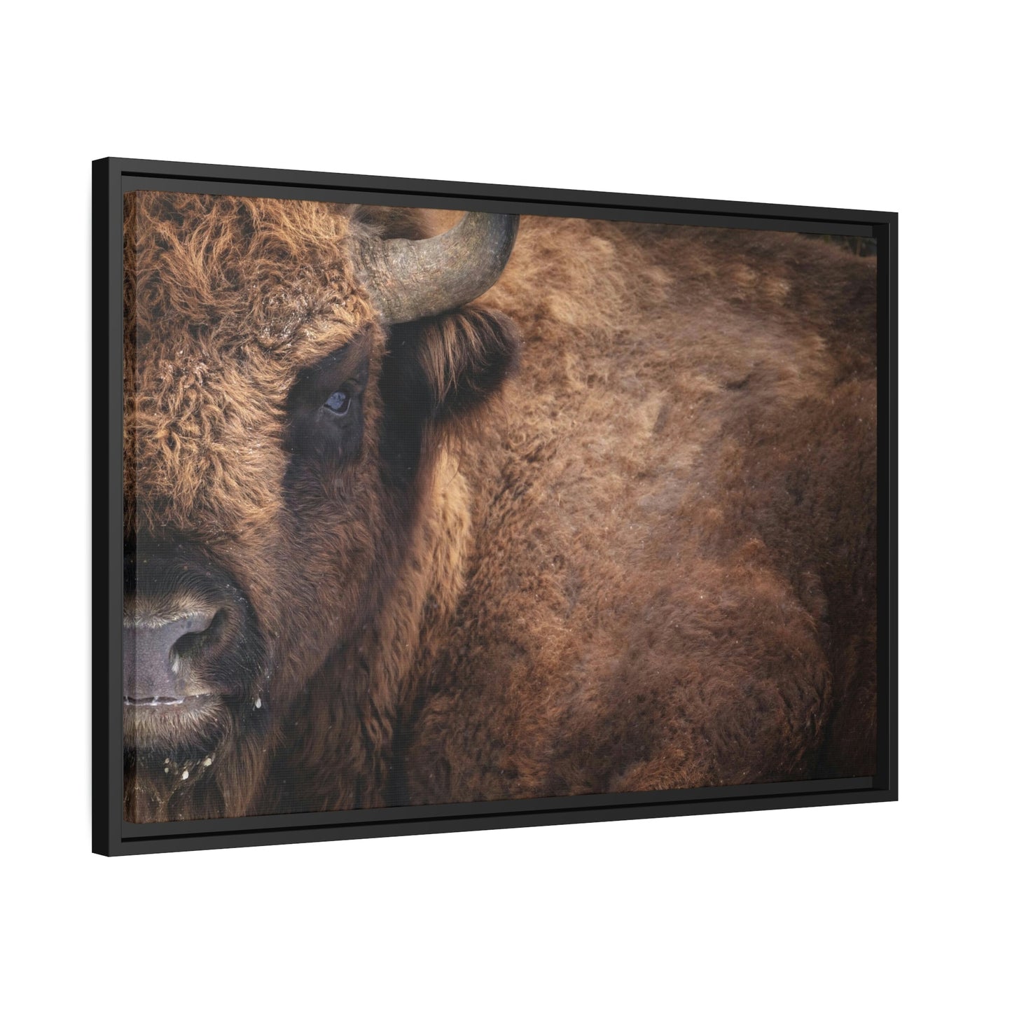 Artistic Bull Illustration: Natural Canvas and Poster Prints