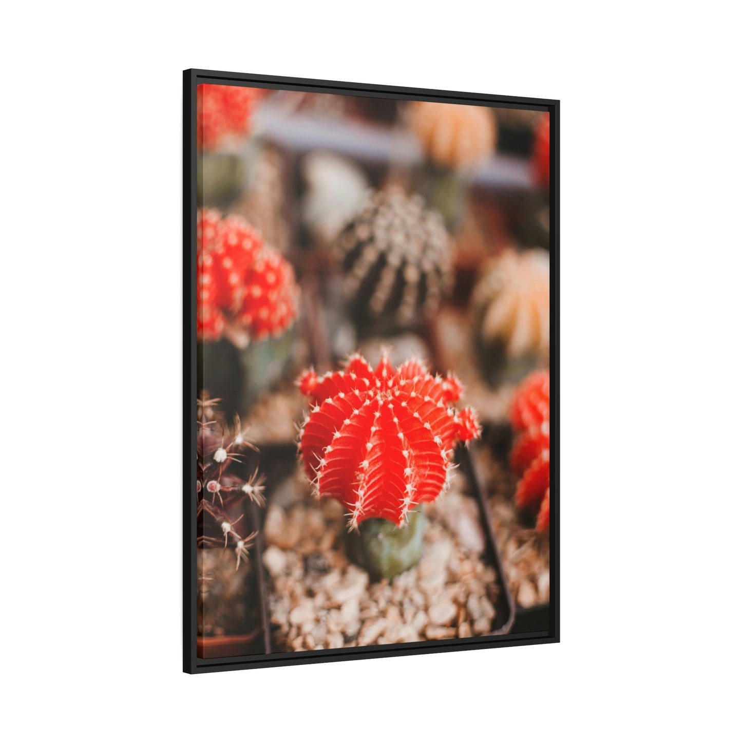 Cactus Kingdom: Canvas and Poster Prints of a Prickly Paradise