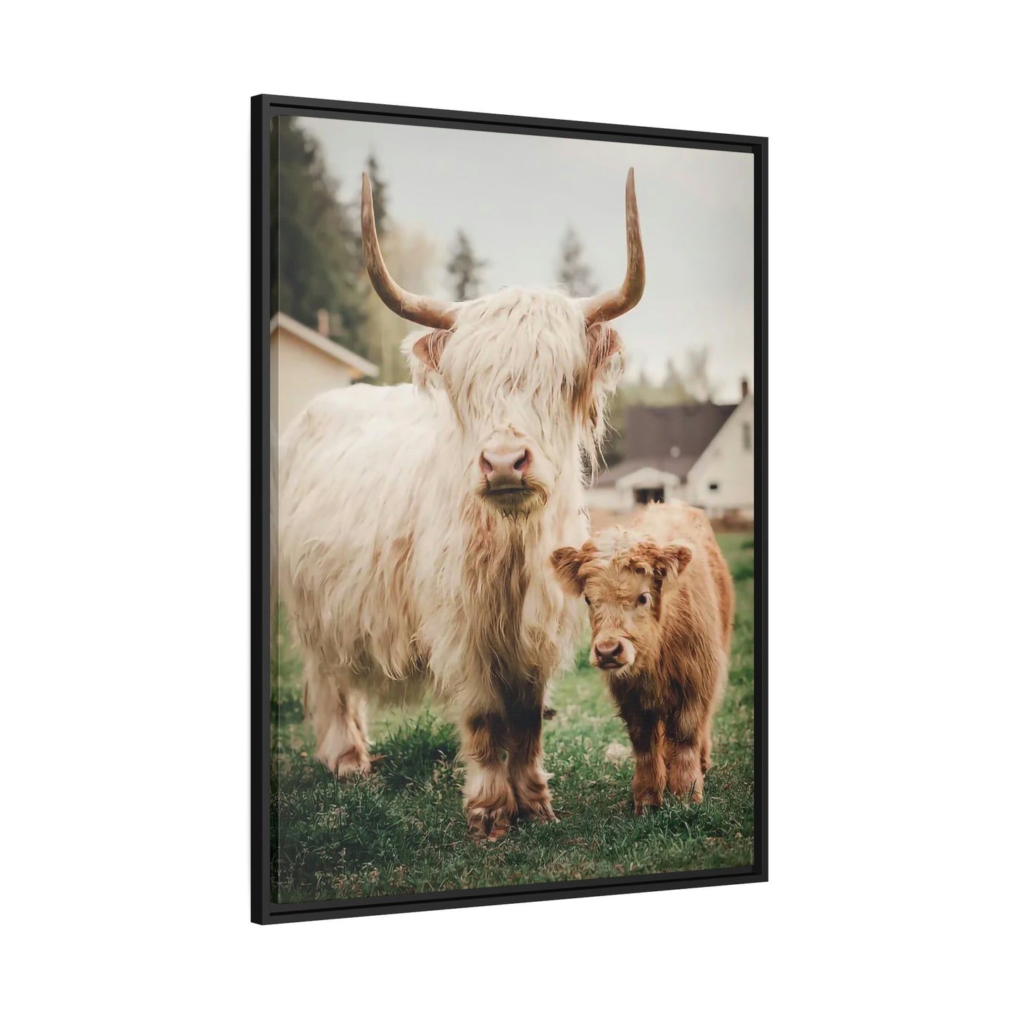 Highland Cow | White & Brown Highland Cows | Marvelous — Pixoram