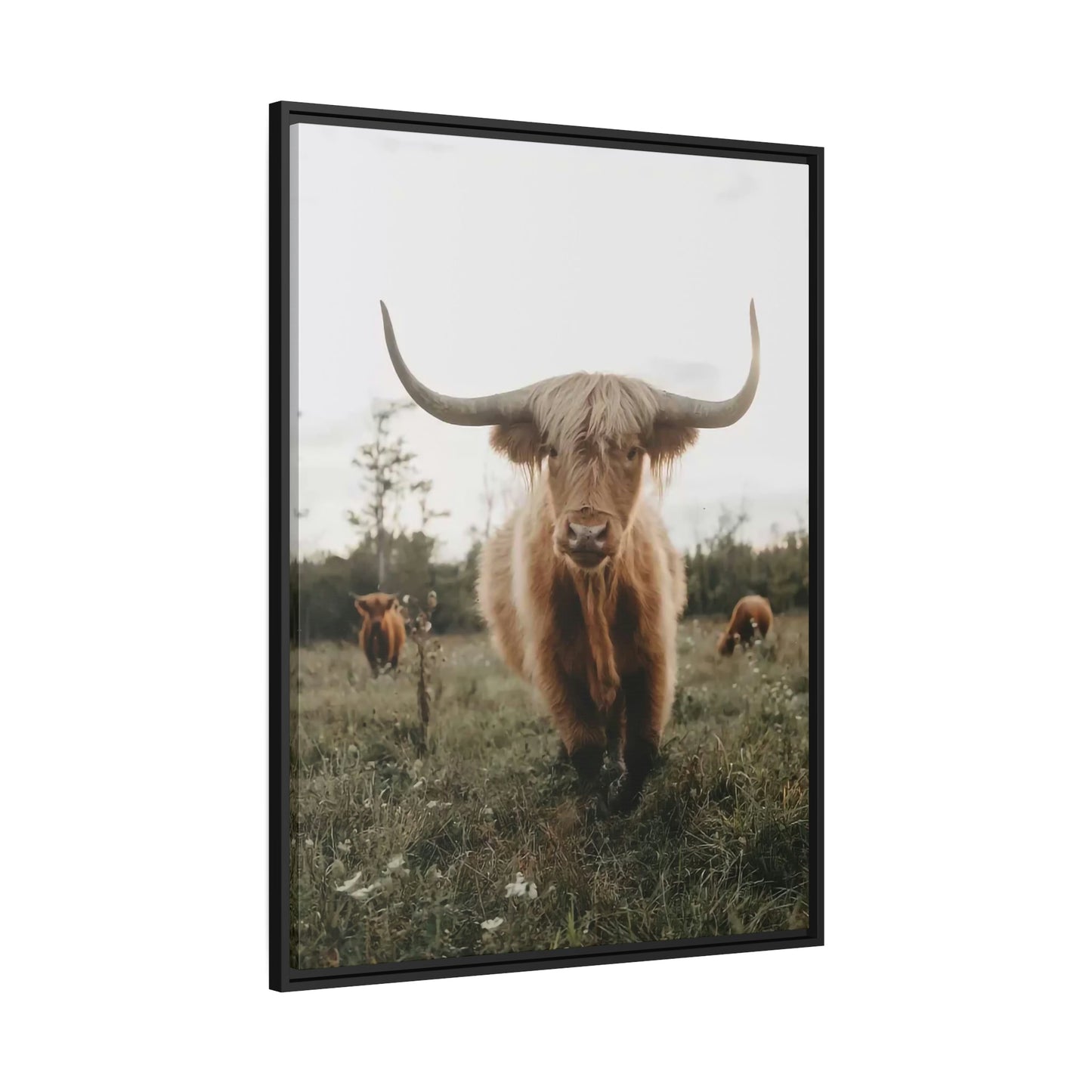 Highland Cow | Grazing Animals | Cows art — Pixoram