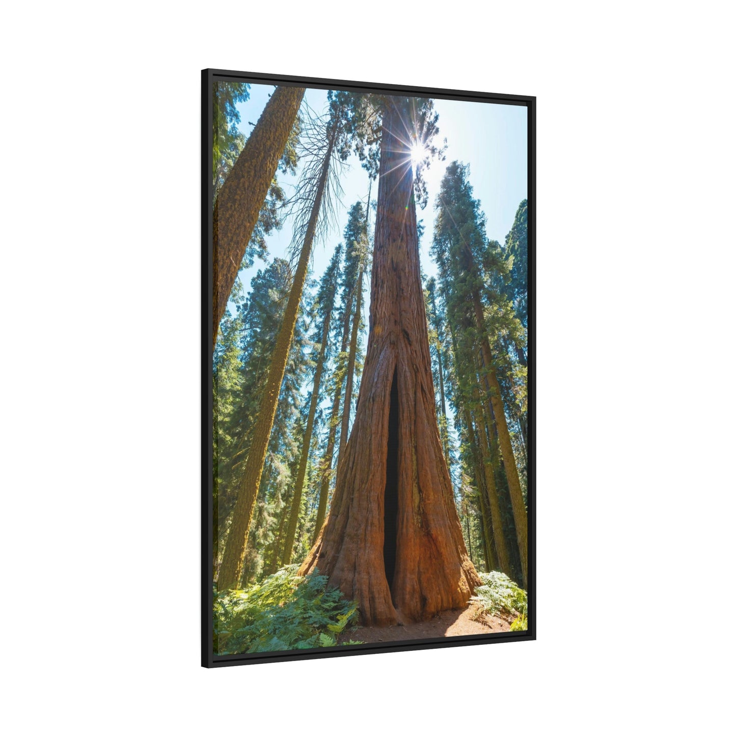 Whispers from the Forest: Redwood Trees