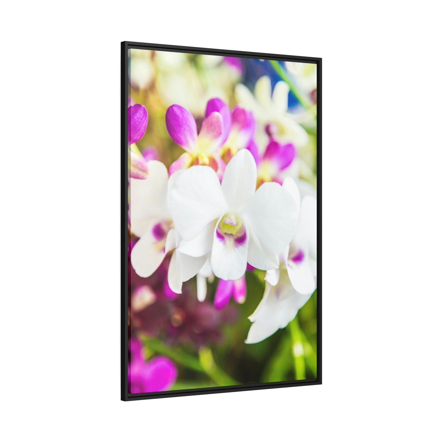 Orchid Garden: A Colorful Canvas Escape