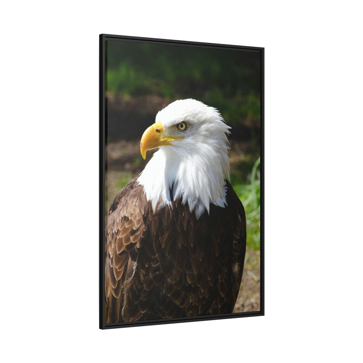 Eagles in the Wild: Canvas Wall Art Celebrating these Noble Creatures