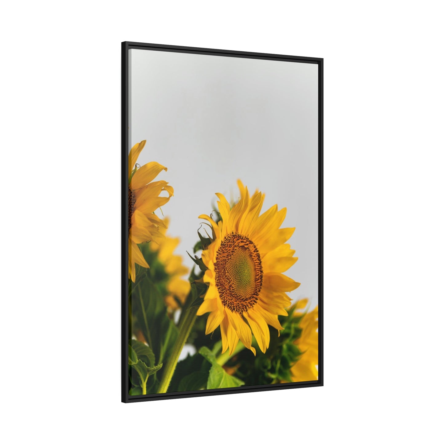 Sunny Delight: A Blissful and Cheerful Glimpse into the Beauty of Sunflowers