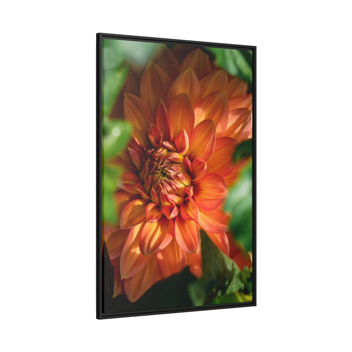 The Majesty of Dahlias: A Wall Art Print of These Gorgeous Blooms
