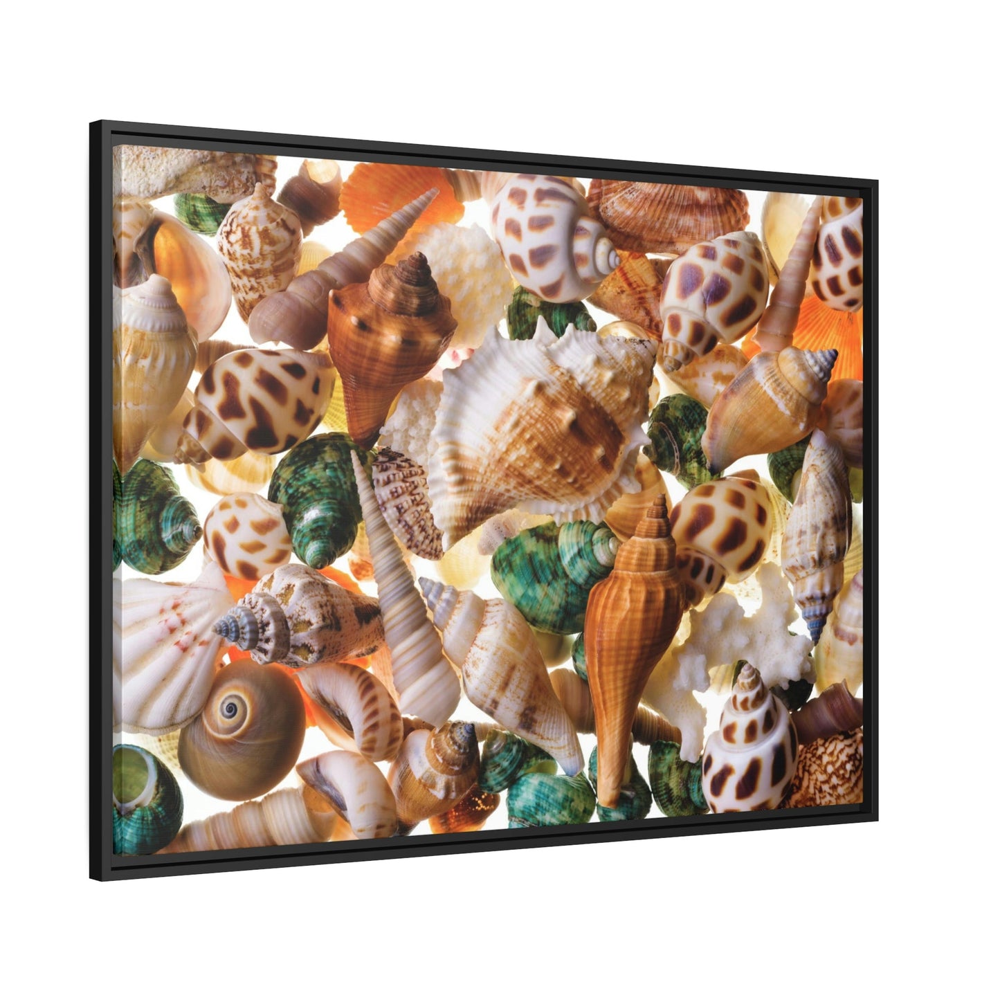 Coastal Treasures: Natural Canvas and Framed Wall Art with Beautiful Seashell Collection