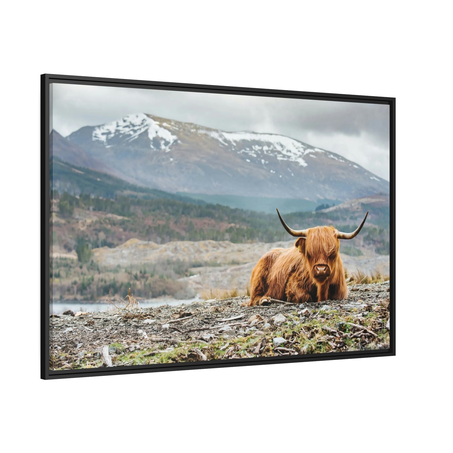 Highland Cow | Furry Cow in the Mountains | Art Canvas — Pixoram