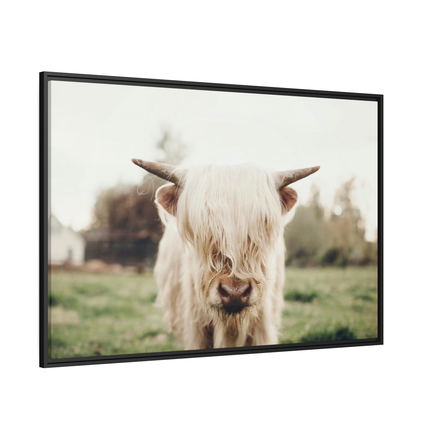 Highland Cow | Milky Color of Cow | Art Canvas — Pixoram