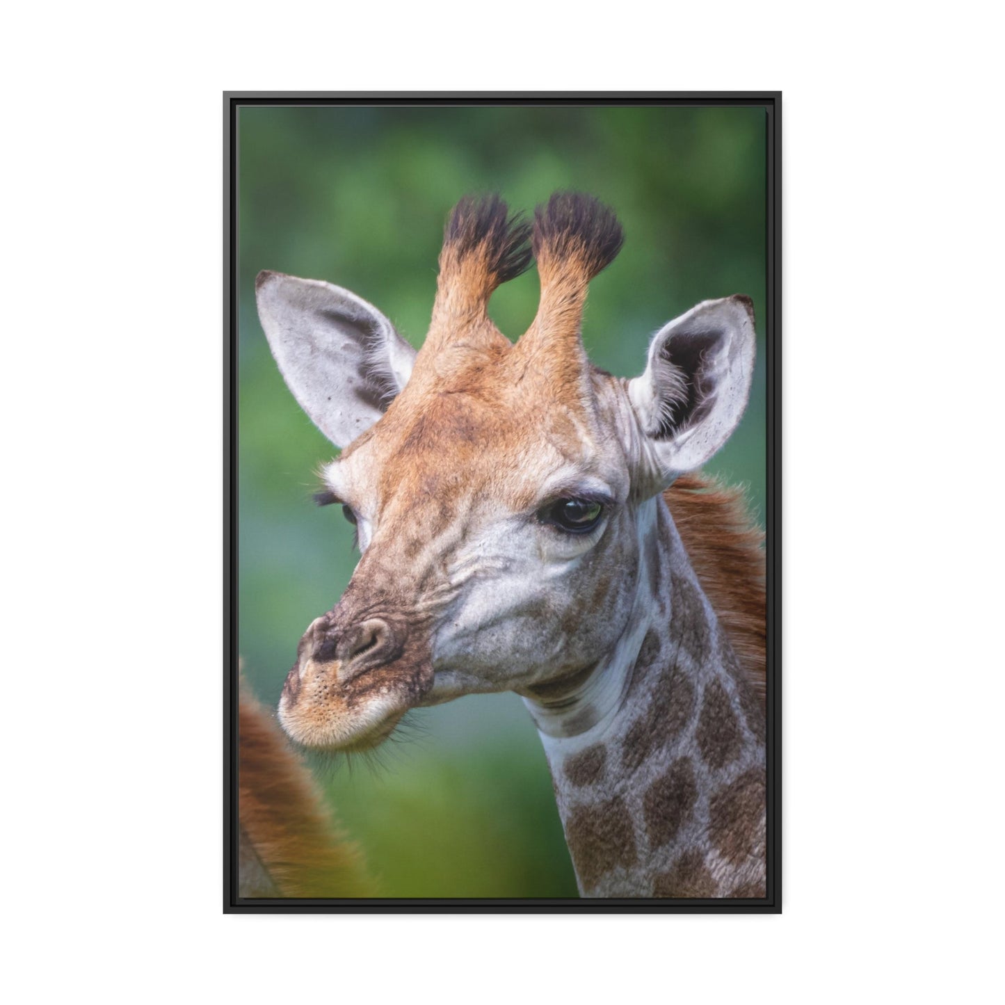 Regal Beauty: A High-Quality Canvas Print of a Giraffe's Elegance