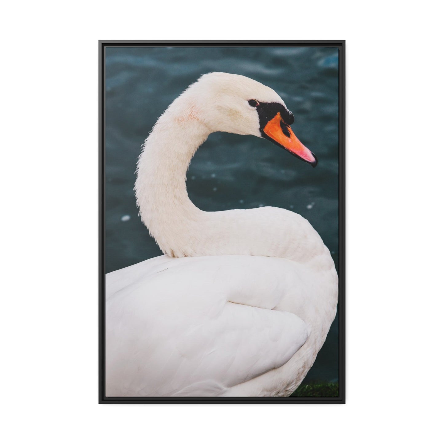 The Calm of Nature: Natural Canvas Print of Swan in a Serene Landscape