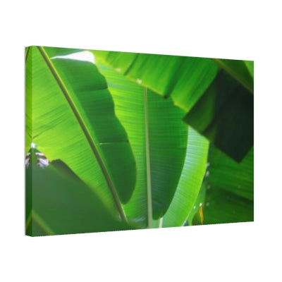 Exotic Foliage: Framed Poster of a Lush Banana Grove