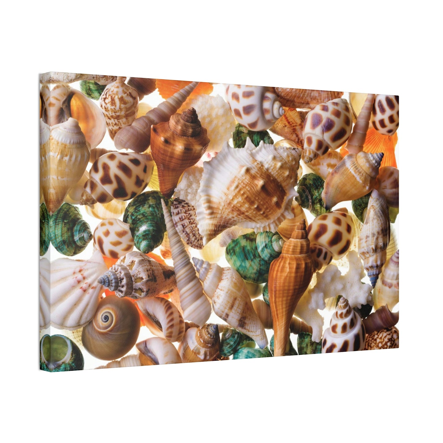 Coastal Treasures: Natural Canvas and Framed Wall Art with Beautiful Seashell Collection