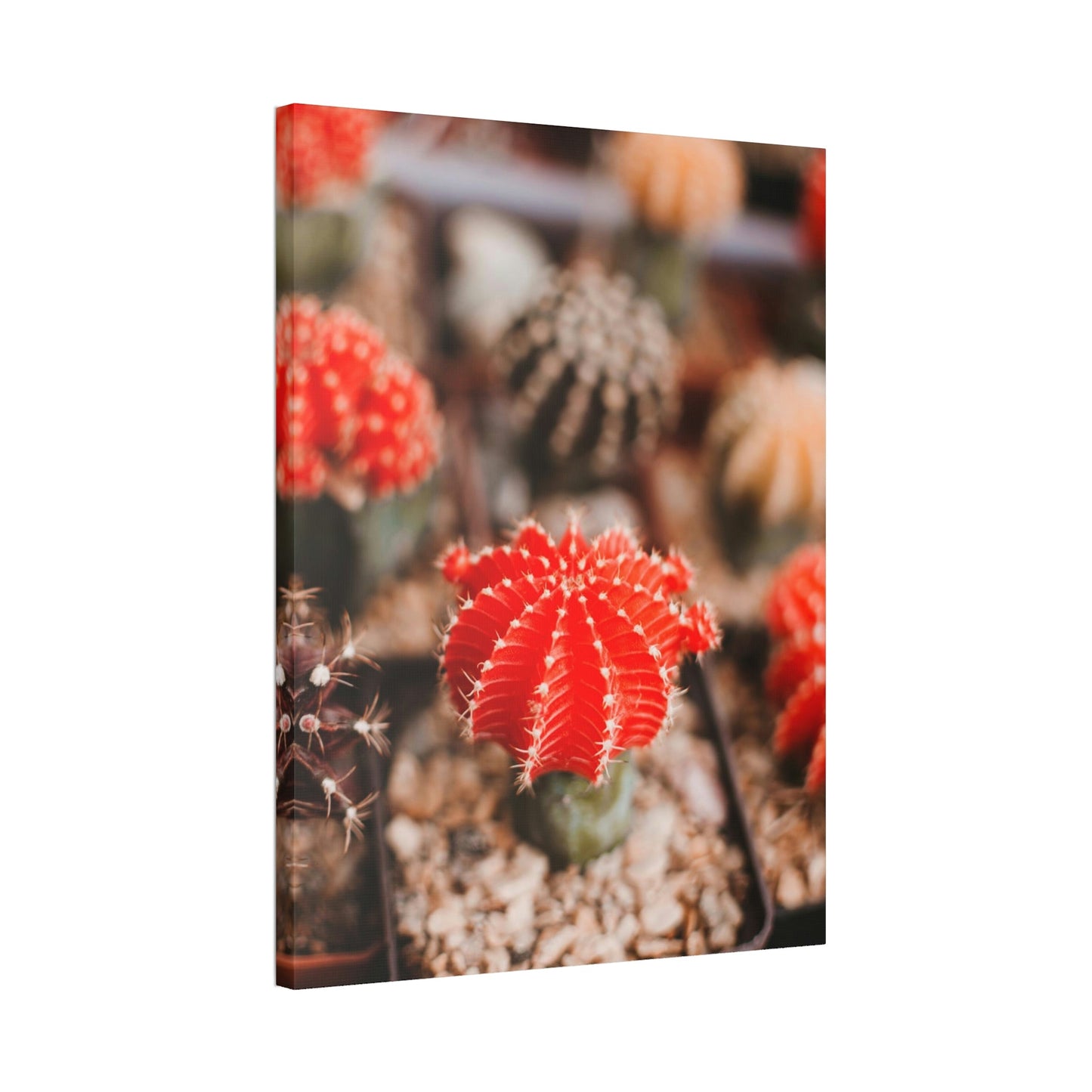 Cactus Kingdom: Canvas and Poster Prints of a Prickly Paradise