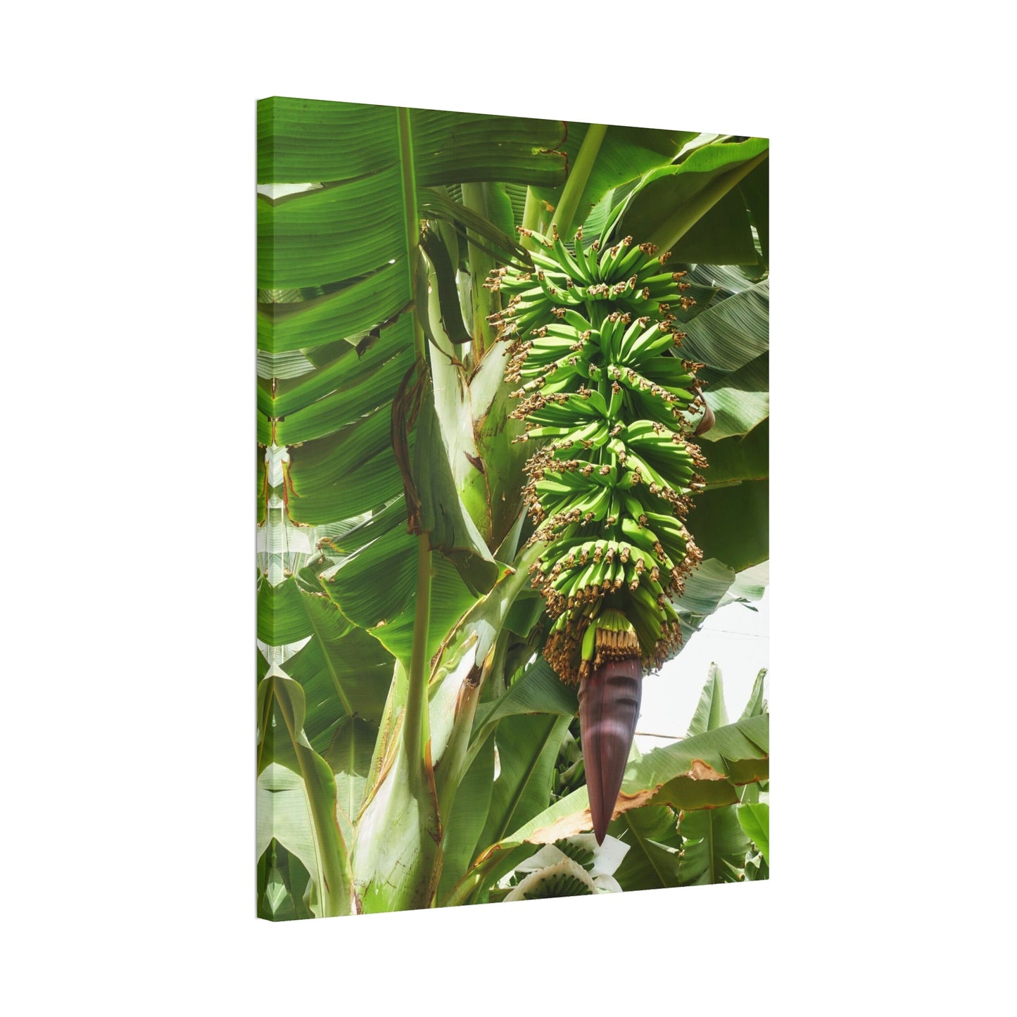 Tropics Calling: Canvas Art with Vibrant Banana Trees in a Jungle Setting