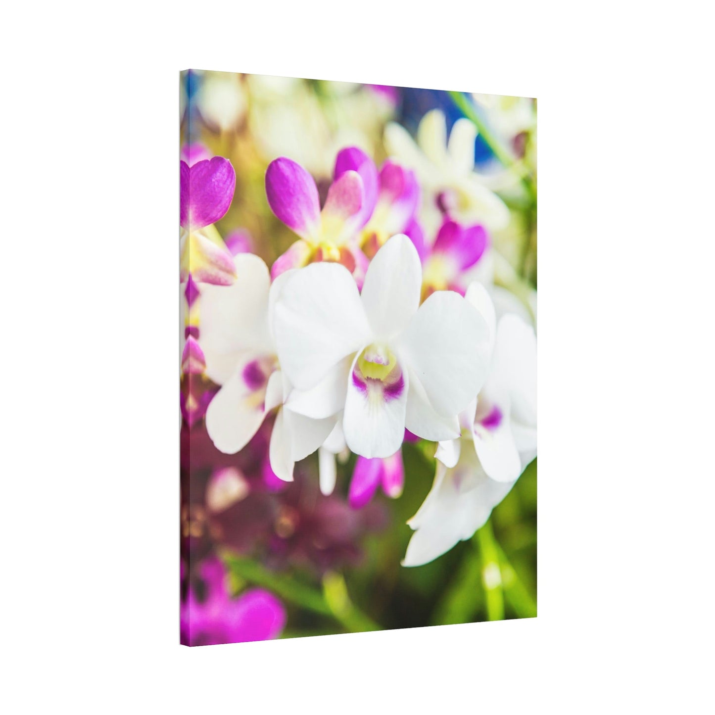 Orchid Garden: A Colorful Canvas Escape