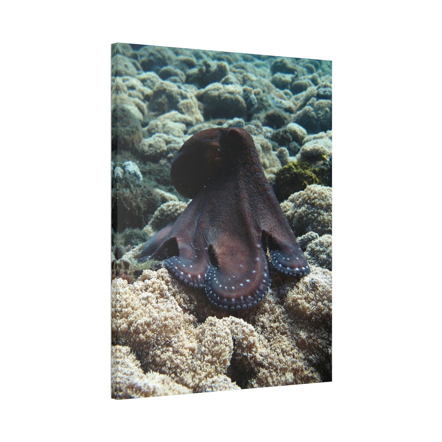 The Enchantment of Octopuses: A Mysterious and Captivating Painting on Canvas